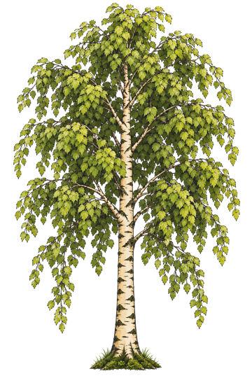 A drawing of a birch tree